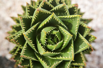 the plant Aloe vera or Star cactus(Aloe barbadensis Mill) close-up top view
