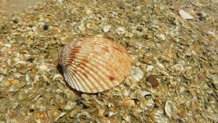 Beige seashell on the beach in Atlantic coast of North Florida, closeup