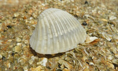 Beautiful light gray seashell on the beach, closeup