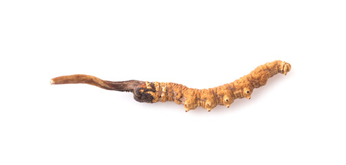 Cordyceps isolated on white background