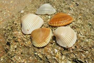 Seashells on the beach in Atlantic coast of North Florida, closeup