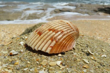 Beige seashell on ocean background in Atlantic coast of North Florida, closeup