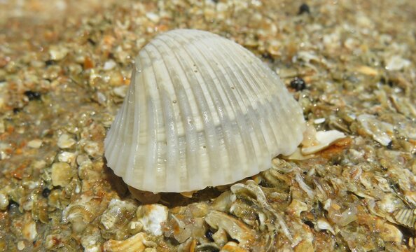 Beautiful light gray seashell on the beach, closeup