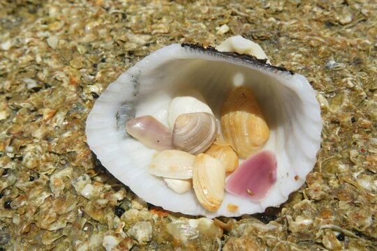 Seashell on the Florida beach