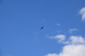 Fototapeta premium Ave volando en el cielo azul con nubes
