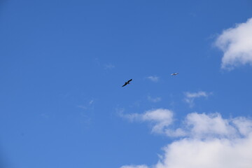 Obraz premium Ave volando en el cielo azul con nubes