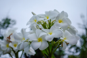 Naklejka na ściany i meble White flower in the garden