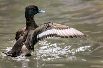 Male Lesser Scaup flapping wings in brackish water