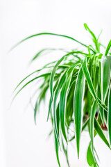 Fototapeta na wymiar Green plants home decoration on white background