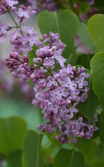 Fototapeta na wymiar Flores de lilo, moradas y violetas
