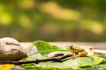 green spotted black little frog on leaves with background blur for text
