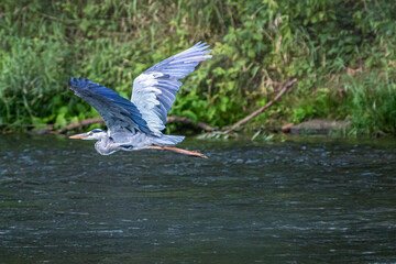 Graureiher im Flug an der Fulda, Melsungen