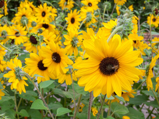 Obraz premium Bright lawn with decorative sunflowers