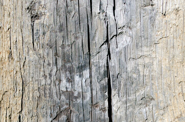  texture of an old tree close up