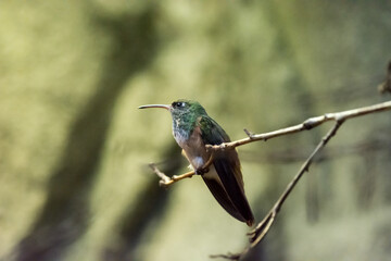 Kolibri