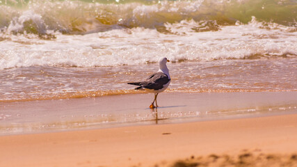Standing seagull portrait against blue sea shore.