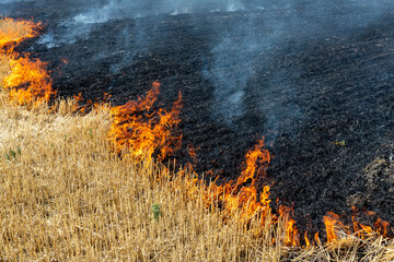 Wildfire on wheat field stubble after harvesting near forest. Burning dry grass meadow due arid...