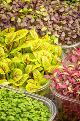 Close-up of seedling of micro greens. Useful plants at home.