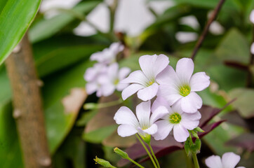 White flower in the garden