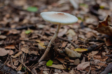 Beautiful closeup of forest mushrooms