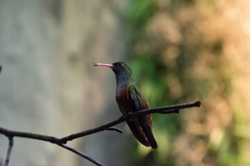 Kolibri