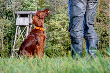 Hunting dog training. The 6-month-old Irish Setter looks attentively to his trainer, who is...