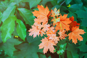 autumn landscape and autumn falls leaves - postcard.