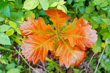 autumn landscape and autumn falls leaves - postcard.