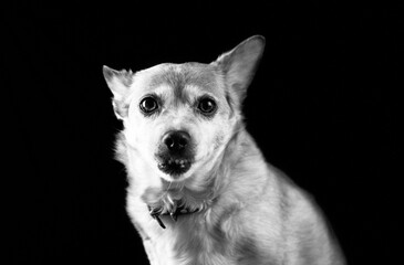red Sad old chihuahua dog on on a black background. play of light and shadow	