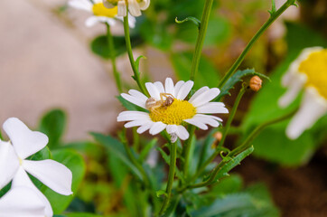 White flower in the garden