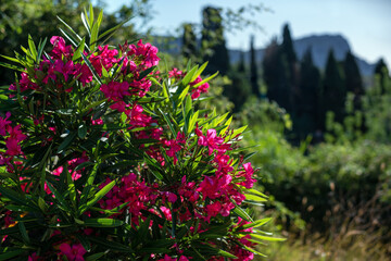 Bright pink oleander flowers on a blurry background with cypress trees