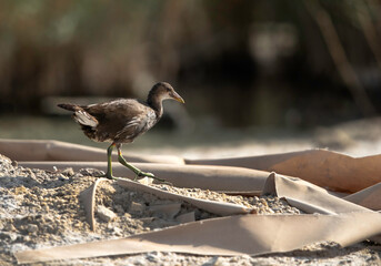 Juvenile Common Moorhen moving on garbage dump.