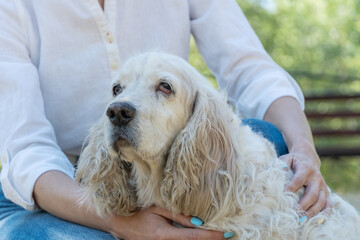 Senior elderly dog spaniel with owner attractive young woman outdoors