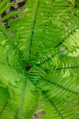Fresh green fern leafs, close up