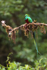 Resplendent quetzal is perching on moss branch with bromelia