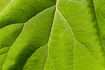 Fototapeta na wymiar Close up view of the pattern of veins on the large leaf of an evergreen plant