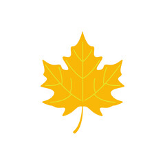 maple leave graphich design vector