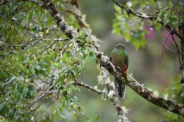 Resplendent quetzal female is perching on moss branch