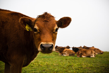 cows in a field