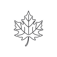 maple leave graphich design vector
