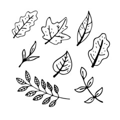 Vector flat illustration autumn leaves outline. Doodle objects are cut out. Background decoration.