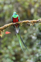 Resplendent quetzal is perching on moss branch