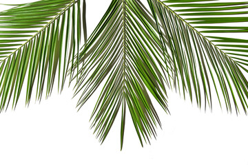 Tropical green palm tree leaf copy space banner mock up
