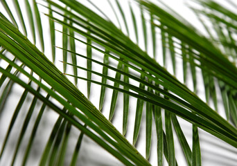 Tropical leaves of palm tree on white background