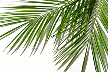 Tropical rainforest plant, greenery palm tree leaves