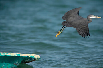 Western reef heron takeoff at Busaiteen coast, Bahrain