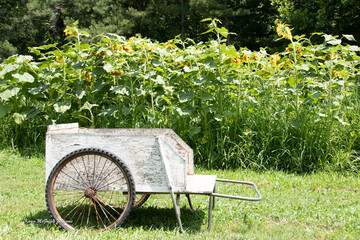 wheelbarrow with sunflowers