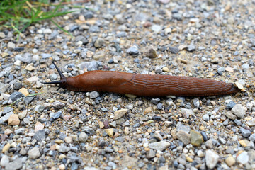 Rote Wegschnecke auf einem Kiesweg