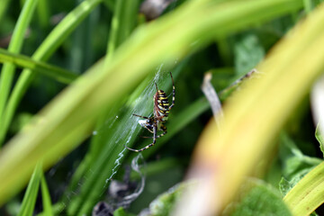 Wespenspinne mit Beute