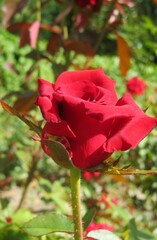 Beautiful red rose flower in the garden, closeup